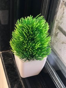 Small Tree Pot For Home Decoration ❤️