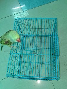 Blue Bird Cage