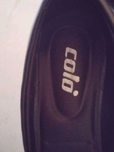 COLO Black Pointed Bellies