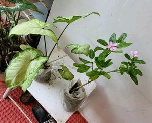 Pack 2 Arrowhead &amp; Pink Sadafuli Plant&#39;s