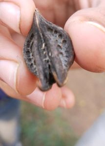 Bat Head Root,Thelukondi Kaya, Vinchu Devil Seeds