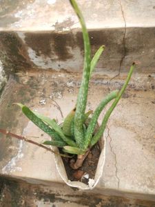 Combo Desi Alovera And Rehio Plant With Root