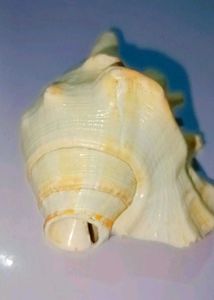Pooja Shank Or Seashell