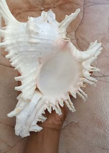 Shank Or Sea Decoration