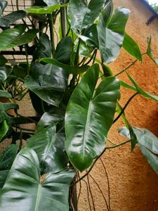 Philodendron
