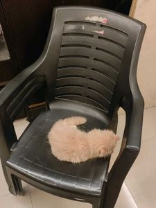 3-Neelkamal Chair(chair for sale, not the cat)