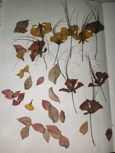 Dried Flowers For Crafting