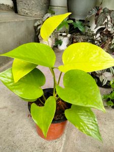 Available (Varities Of Pothos Combo)