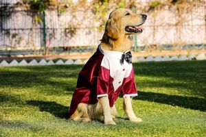 New Dog Bow Tie Dress Maroon Xxl