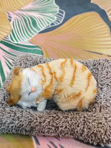2 Cat