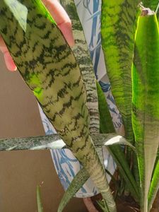 Snake Plant Stem