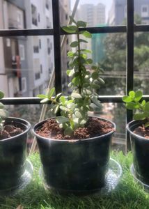 Portulacaria Afra