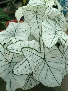 Combo Of 5 Plants
