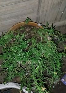 All Are Hanging Plants