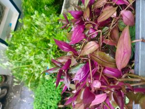 6 Variegated  Plants