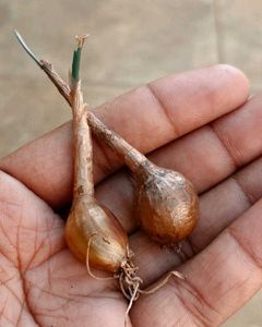 Combo Of 5 Plants Bulbs