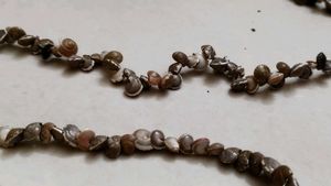 Seashell Necklace
