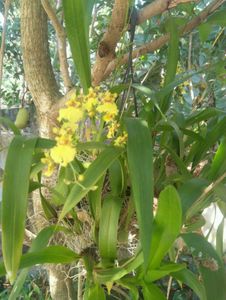 11 Live Root Plants