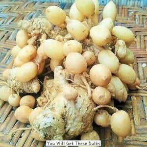 2 Peacock Ginger Bulbs (Kaempferia Rotunda)