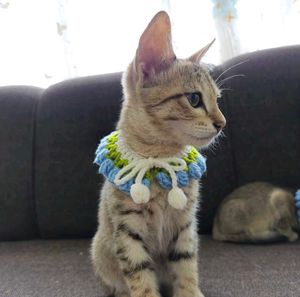 Crochet Tulip Cat Collar 🐈🌷