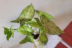 every green 💚 Arrowhead Plant