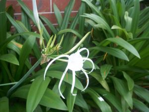 Kodak Easyshare M530 Digital Camera