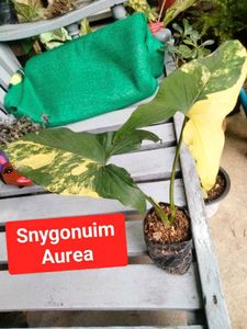 Trending Variegated Plants Combo ( 2 Variety)