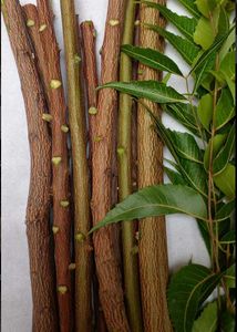 A Fresh Natural Chew Toothbrush, Neem Datun (10 P.