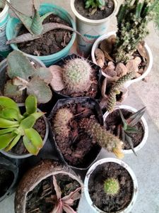 Assorted Combo Offer (15 Varieties)