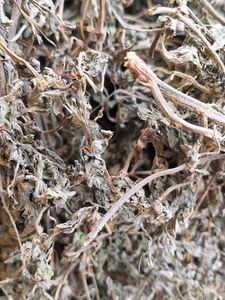Bhringraj Raw 100gm