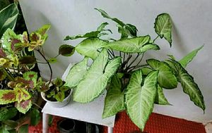 Set 2 Arrowhead &amp; Colues Plant&#39;s