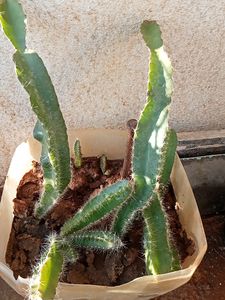 Dragon Plants 4 Plants