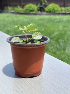 Tulsi Plant