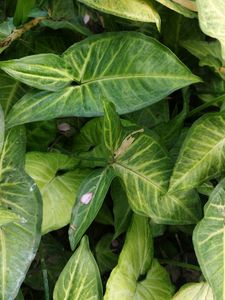 Entacloo Syngonium white