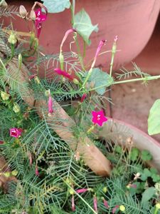 Red Creeper Wine Seeds