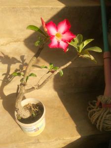 Adenium Desrt Rose Permanent Flowering Plant