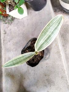 Snake Plant Variety Pack