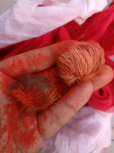 SIYAR SINGHI TANTRIK PRODUCT FOR VASIKARAN AND LUCK