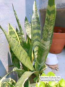 Sansevieria Trifasciata Zeylanica (Spotted)