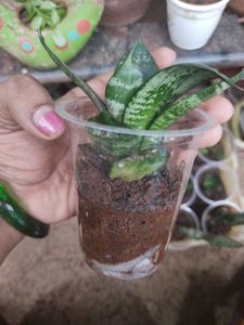 Snake Plant