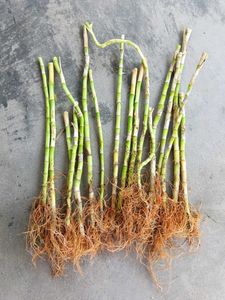 17 Sticks Lucky Bamboo