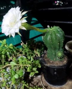 Easter Lily Cactus