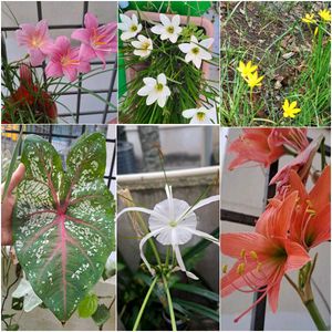 Bulb flower package