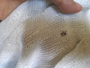 Zara Men Shorts