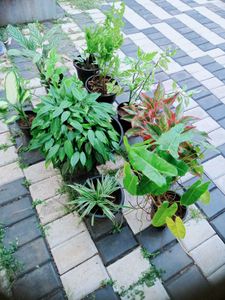 10 Live Root Plants