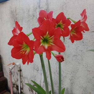 Seeds And Bulb