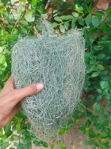 Unique Natural Bird Nest.