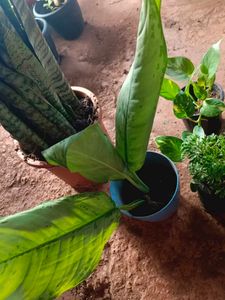 Indoor And Outdoor Plants