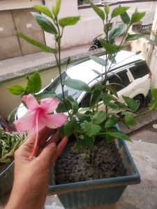Healthy Light Pink Hibiscus Plant With Root