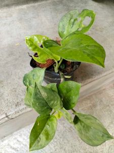 pothos varities combo offer